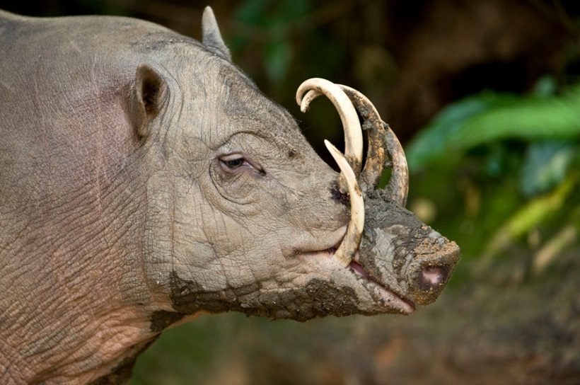 babirussa preistorico vivente