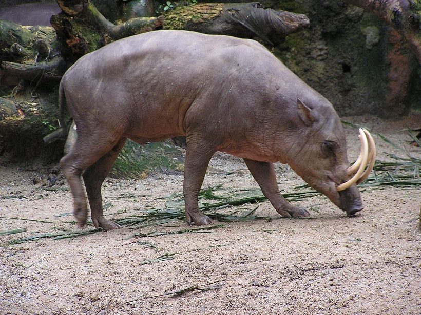 babirussa cucciolo 