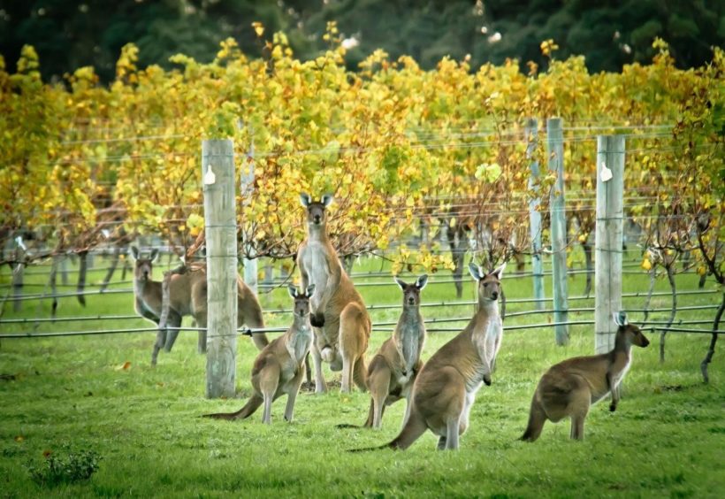 vino australia vigna canguri