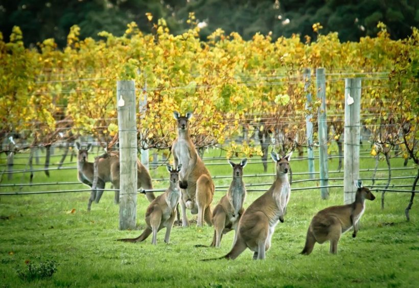 vino australia vigna canguri