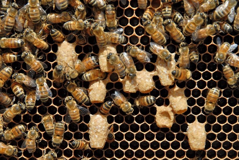 celle reali api abbozzi sciamatura artificiale