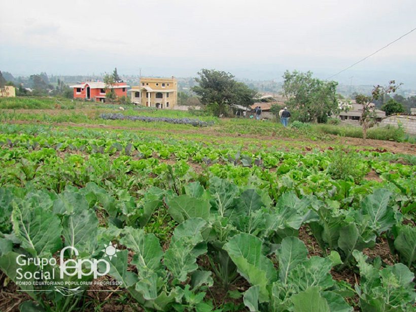 equador campi agricoltura