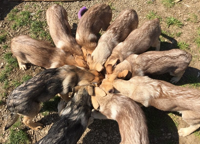 Cuccioli di Saarlooswolfhond - Allevamento di Fossombrone