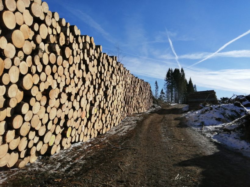 catasta tronchi legno legname vaia bosco lavorazione forestale abete 