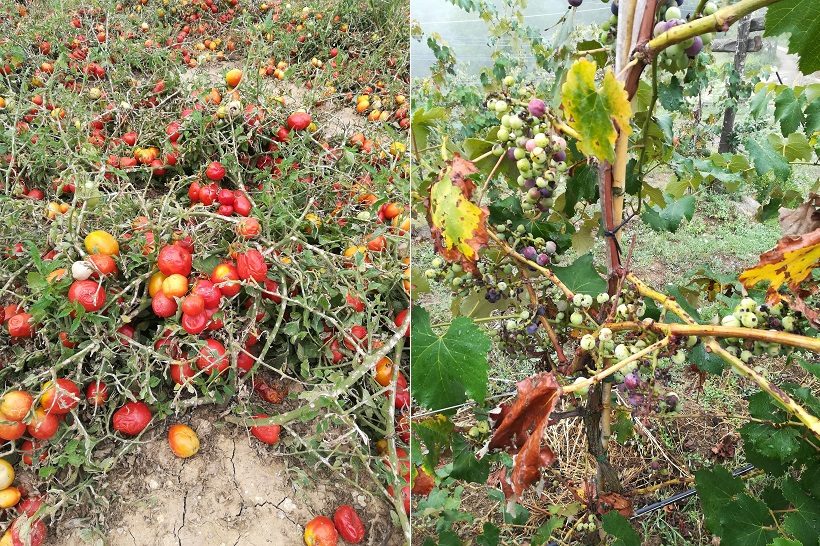 pomodori danni agricoltura
