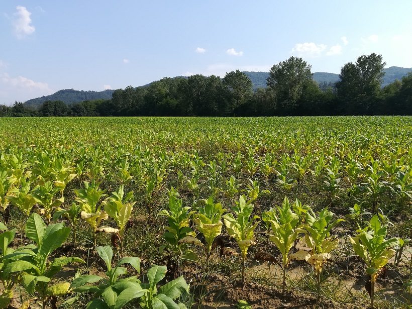 tabacco campo danni agricoltura assicurazione