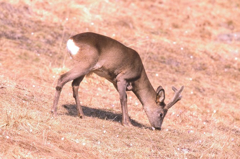 capriolo filiera