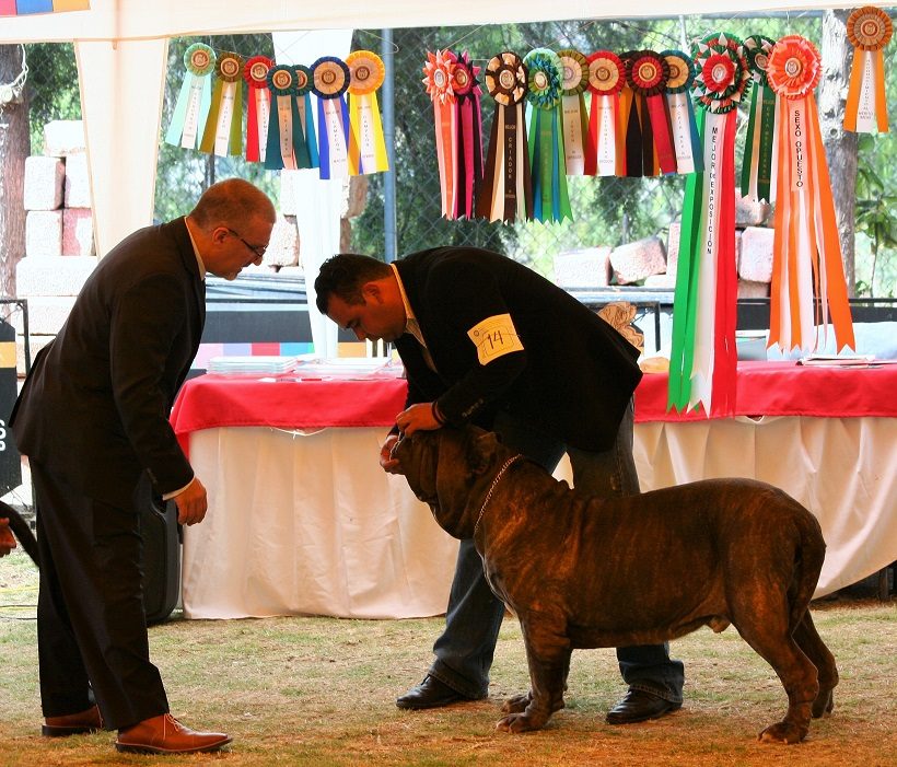 mastino napoletano cane esposizione