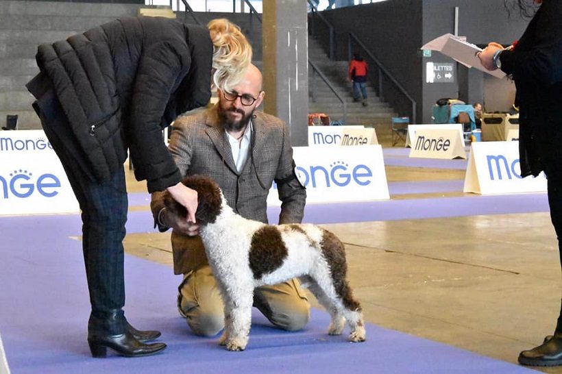 lagotto romagnolo esposizione cane canina