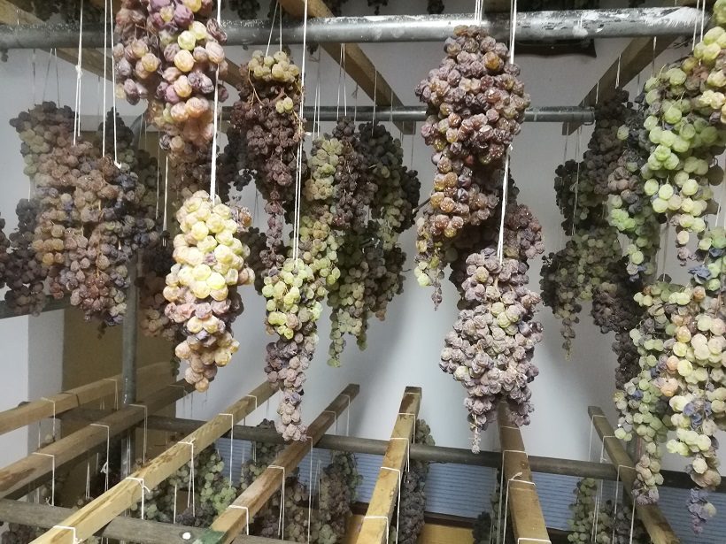 grappoli uva essiccazione