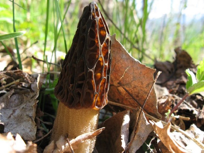 Morchella conica