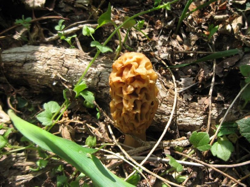 Morchella esculenta