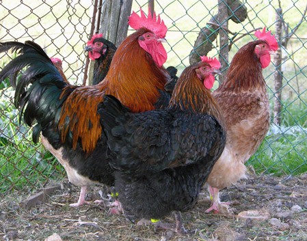 La Marans, la gallina dalle uova d’oro