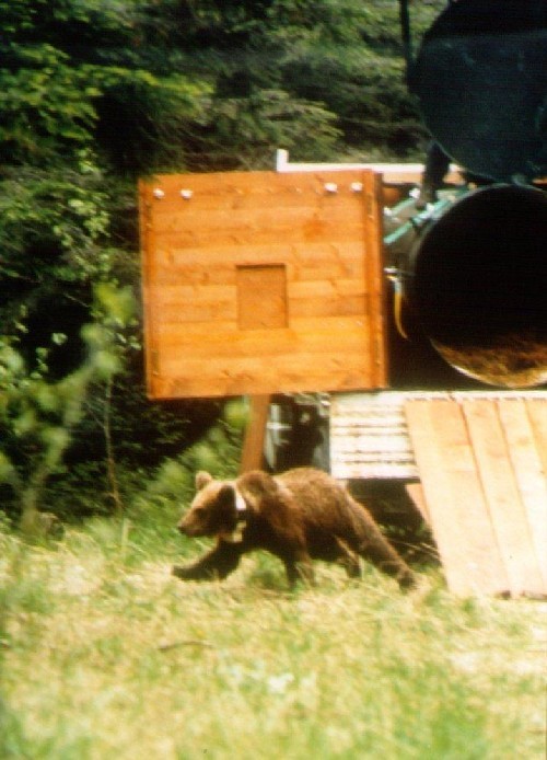 La reintroduzione dell’Orso bruno sulle Alpi Centrali