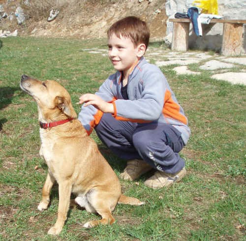 La riabilitazione del cane anziano