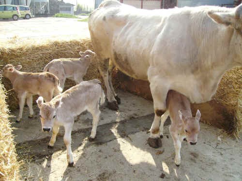 Parto quadrigemellare per una bovina Piemontese