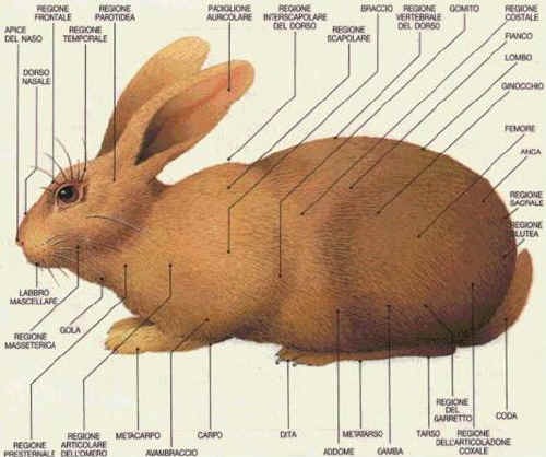 Elementi di Coniglicoltura (1^ Parte)