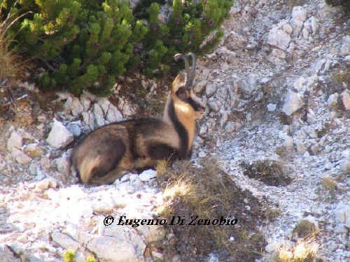 Il Camoscio d’Abruzzo