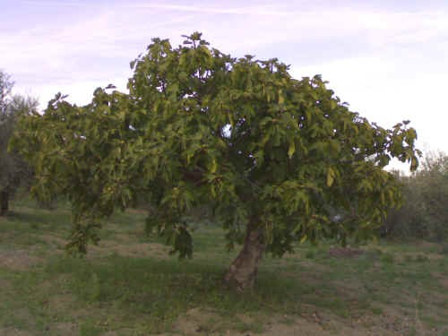 I fichi secchi di Carmignano