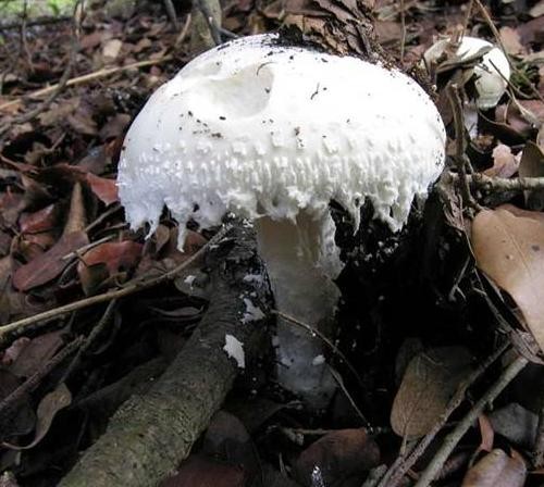 Amanita proxima e Amanita ovoidea