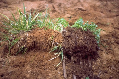 Agricoltura biodinamica