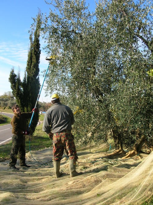 Raccogliamo le olive