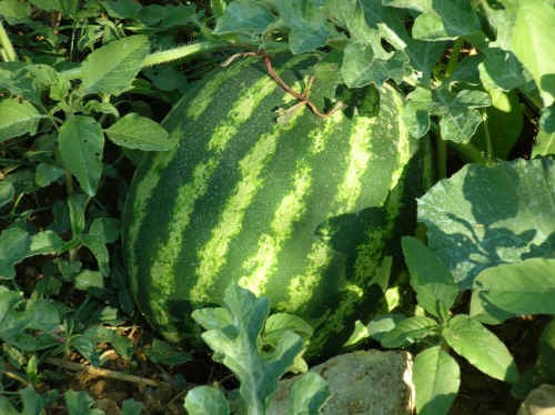 Piante ortive: il Cocomero