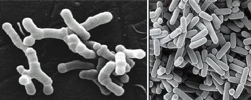 Microrganismi probiotici