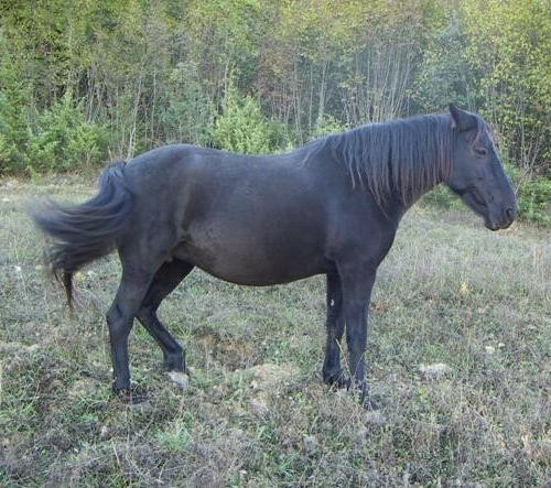 Cavallino di Monterufoli