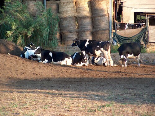 Importanza dell’alimentazione in particolare nella specie bovina