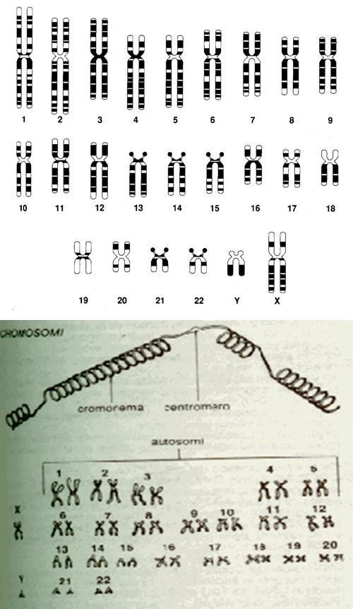 Concetti di miglioramento genetico