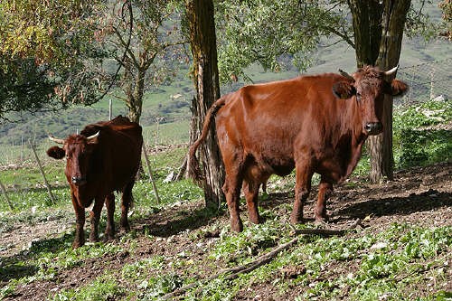 Razze bovine rustiche e a più attitudini (1^ Parte)