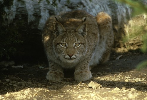 Una lince svizzera nel Brenta