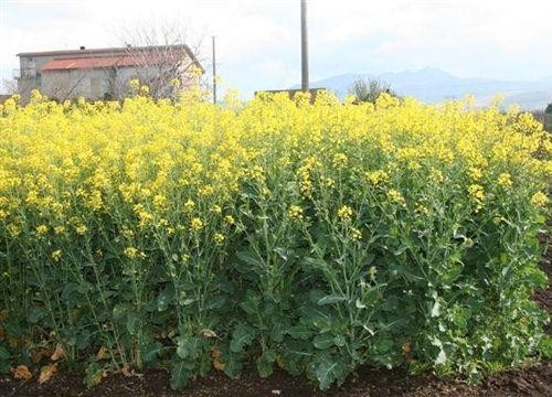 Colza da olio per filiere agro-energetiche