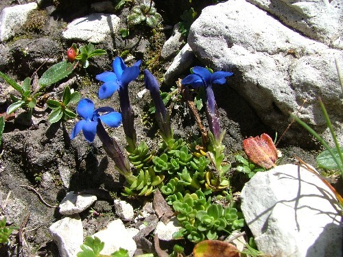 Scoperto un nuovo fiore nel Gruppo di Brenta