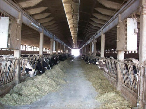 Il pascolo della bovina da latte di pianura