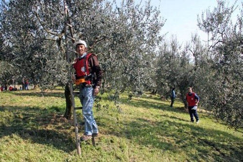 Potatura dell’olivo