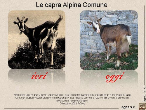 Capra Alpina Comune