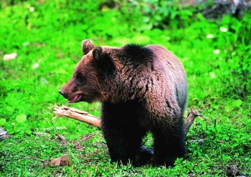 L’orso bruno sulle Alpi