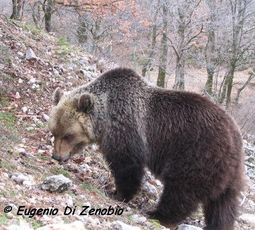 L’Orso Marsicano