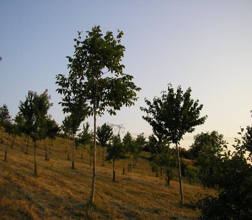 Breve inquadramento di un progetto di arboricoltura da legno