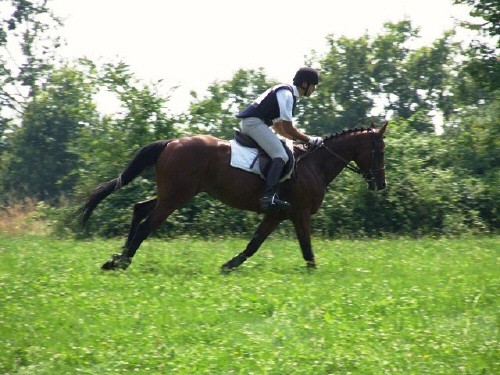 Addestramento di un cavallo: emozioni in movimento