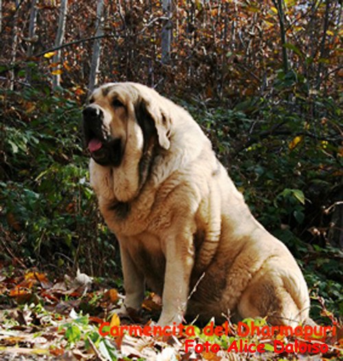 Il Mastino Spagnolo