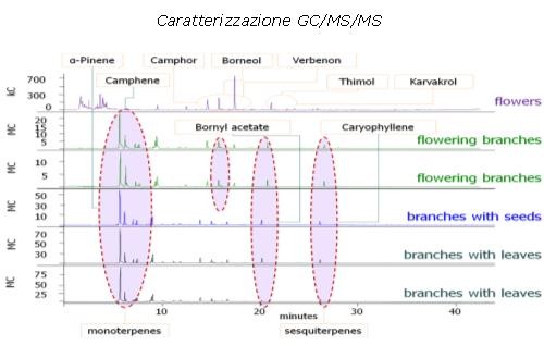 Oli essenziali di Rosmarinus officinalis