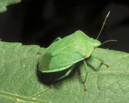 La Cimice del pomodoro – Nezara viridula L.