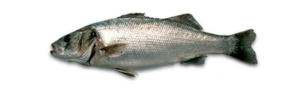 Allevamento della Spigola o Branzino