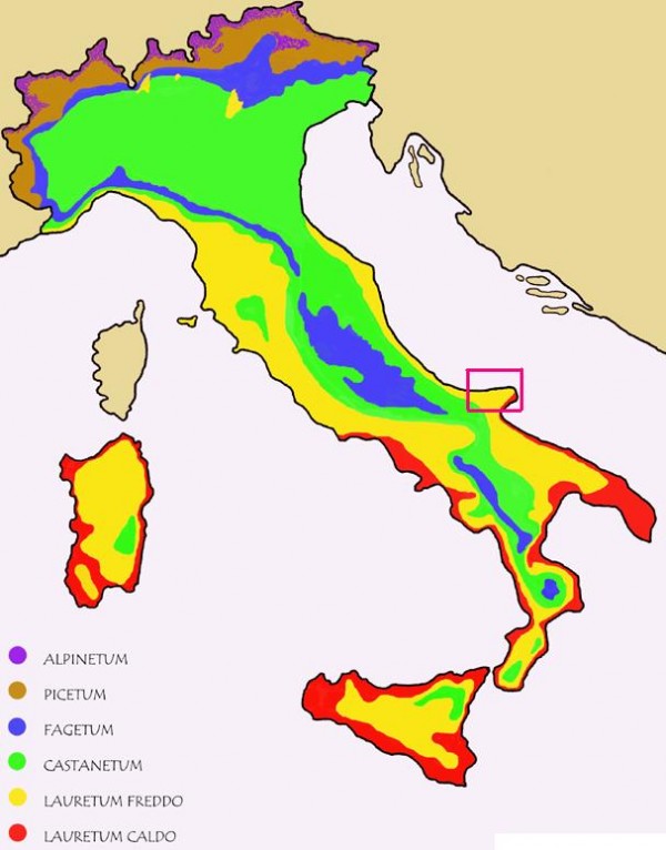 La sottozona fitoclimatica “lauretum II° freddo” del Gargano