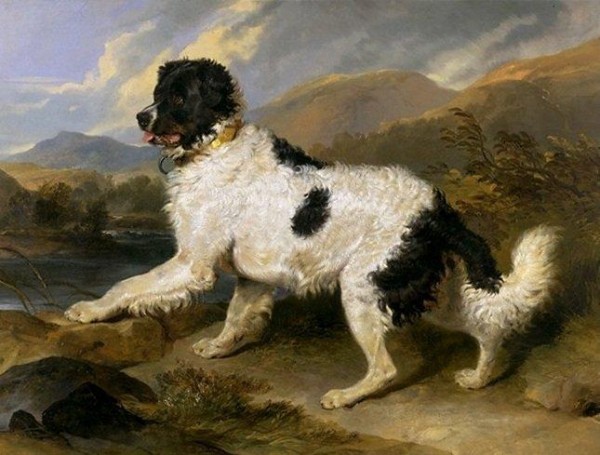 Il Landseer