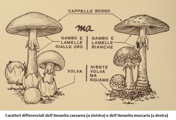 Amanita muscaria: un fungo magico