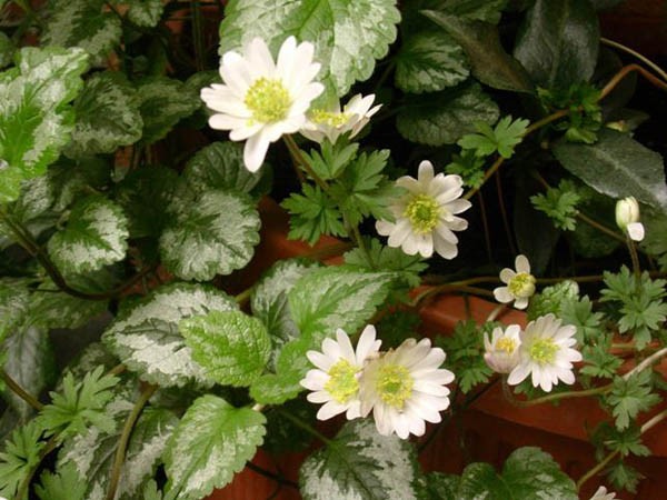 Prepariamo in autunno il giardino di primavera